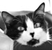 PeFClic's picture