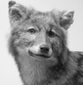 Toportyan's picture