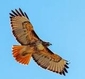 WildFire's picture